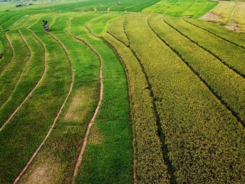 Aerial panorama of agrarian rice fields landscape like a terraced rice fields ubud bali indonesia