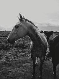 Horse standing on field against sky