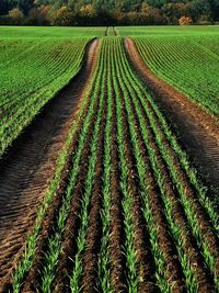 Scenic view of agricultural field