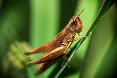 Close-up of insect