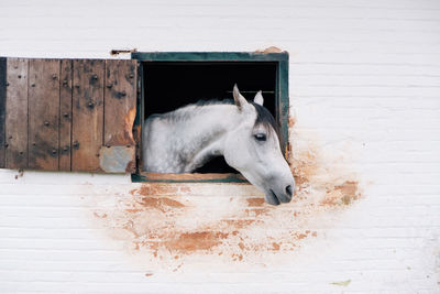 Horse in pen