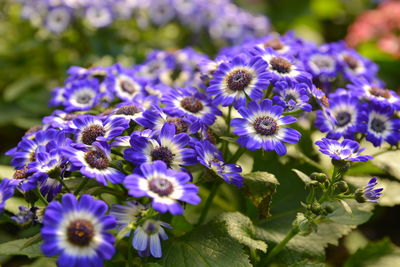 Close-up of purple flowers blooming outdoors