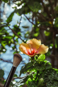 Low angle view of flowering plant