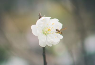 Close-up of white flower