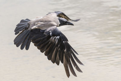Close-up of bird flying
