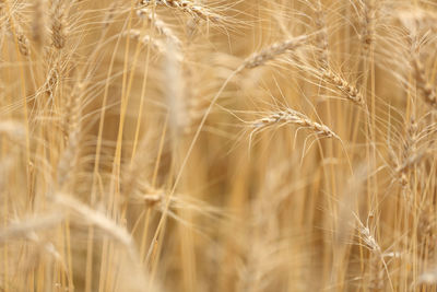 Close-up of wheat growing on field