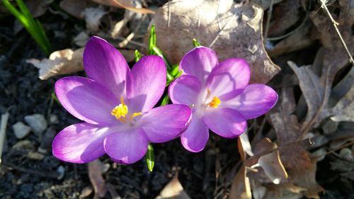 Close-up of pink flowers blooming