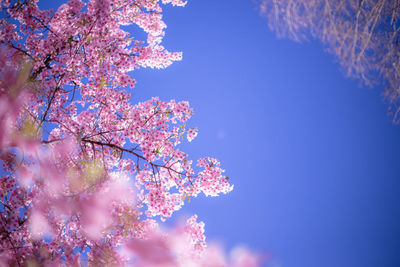 Cherry blossom/plum blossom in tokyo, japan in springtime.