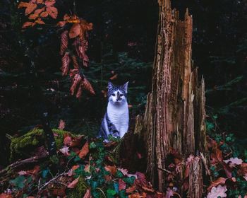 Portrait of cat on tree trunk in forest