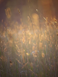 Close-up of crops on field