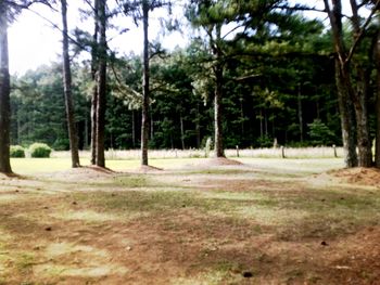 Trees growing on landscape