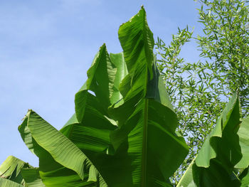 Low angle view of exotic leaves against sky