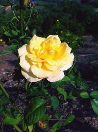 Close-up of yellow rose blooming outdoors