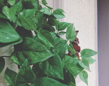 leaf