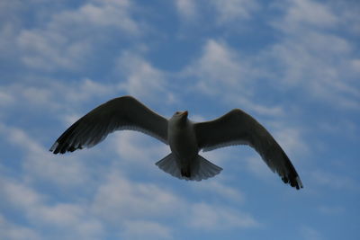 Low angle view of bird flying against sky