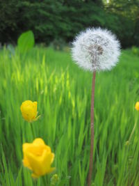 Close-up of yellow dandelion flower on field