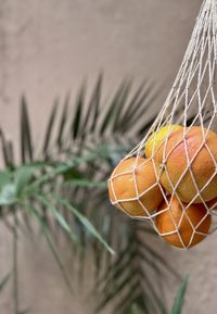 Close-up of christmas decorations