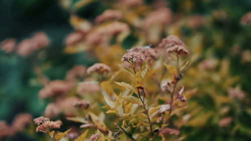 Close-up of wilted flowering plant