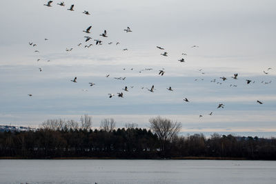 Flock of birds flying in the sky