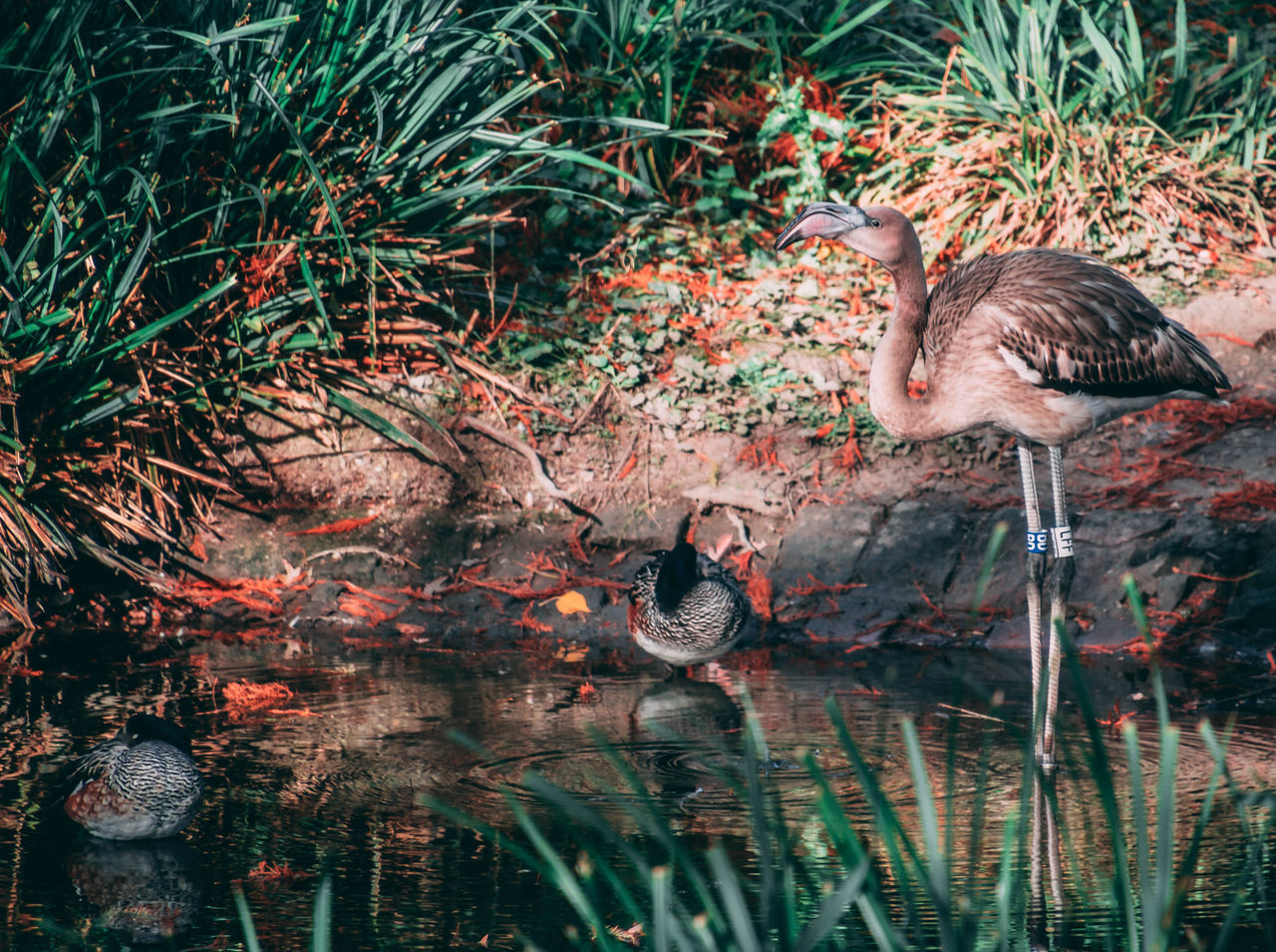 BIRD DRINKING WATER