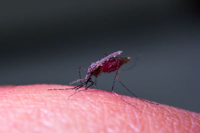 Close-up of insect on finger