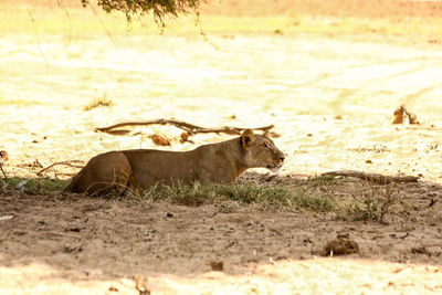 Lion on field