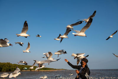 Seagulls flying in the sky, chasing after food that a tourist come to feed on them at bangpu.