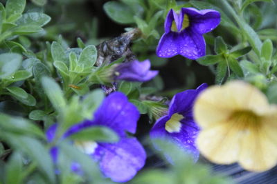 Close-up of purple flowers blooming outdoors