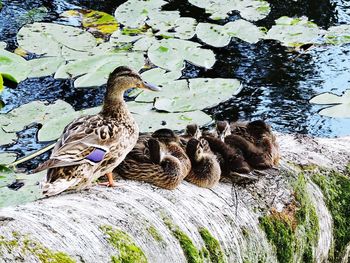 Birds in lake