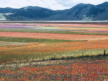 Scenic view of field against mountains