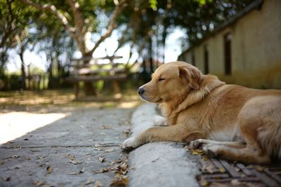 Dog lying on footpath