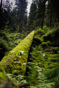 Moss covered fallen tree in forest