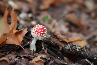 Close-up of fly agaric mushroom on field