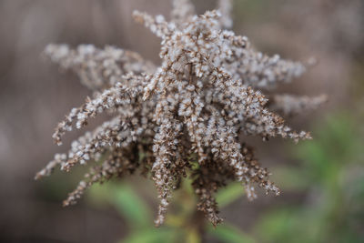 Close-up of snow on plant