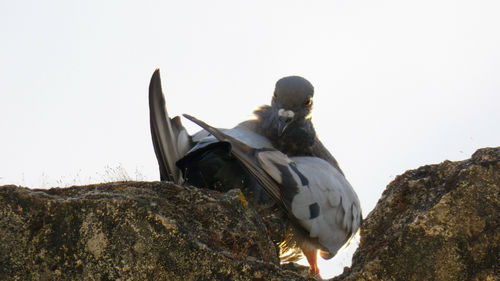 Low angle view of sitting on rock against sky