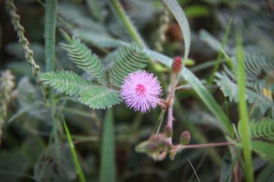 Close-up of purple flowering plant