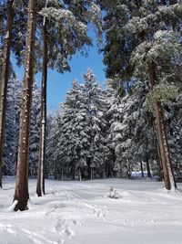 Pine trees in forest during winter