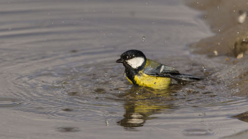 Close-up of great tit in lake