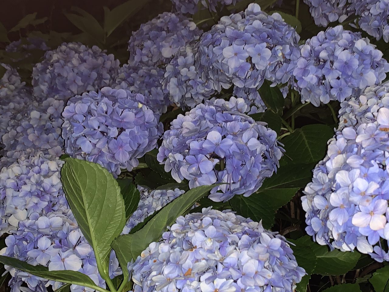 CLOSE-UP OF PURPLE HYDRANGEAS