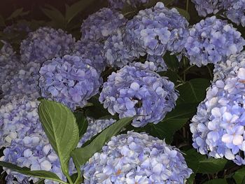 Close-up of purple hydrangea flowers