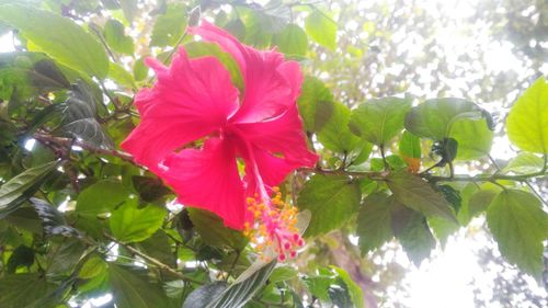 Close-up of pink flowers blooming outdoors