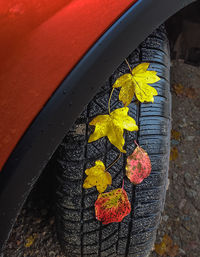 High angle view of yellow maple leaf