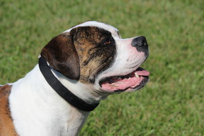 Close-up of dog looking away