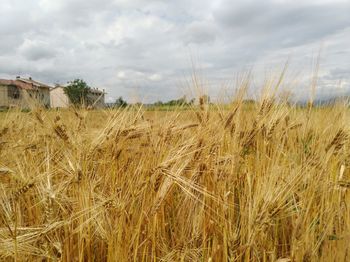 View of stalks in field against cloudy sky