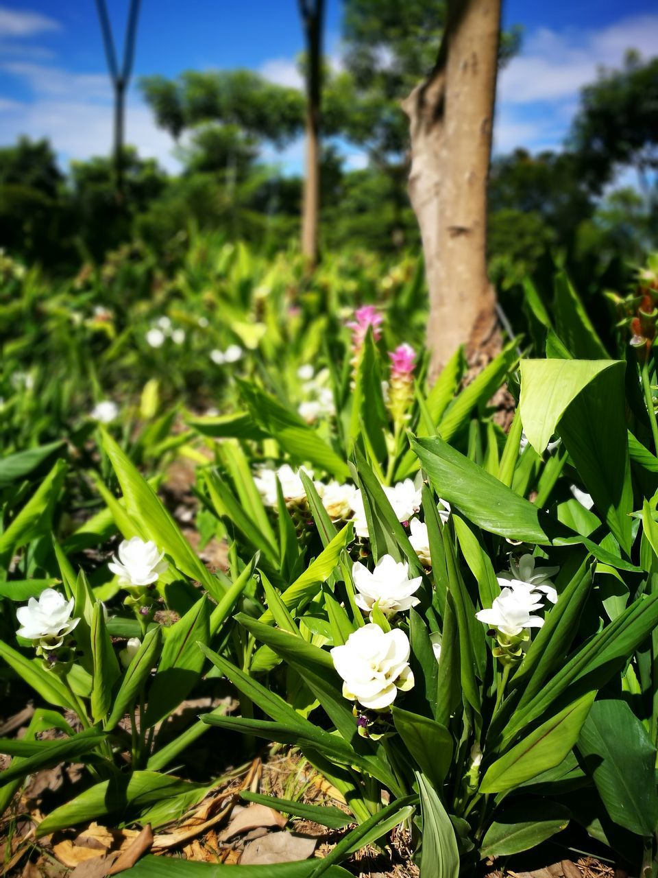 growth, flower, freshness, fragility, tree trunk, close-up, plant, leaf, petal, nature, beauty in nature, green color, focus on foreground, field, tranquility, day, flower head, growing, green, in bloom, tranquil scene, blooming, blossom, lush foliage, no people, scenics, non-urban scene, springtime, pink color