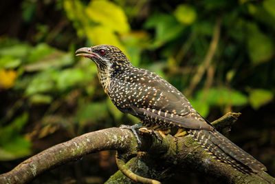 Close-up of bird perching on branch