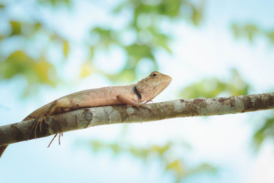 Close-up of lizard on tree branch