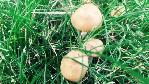 High angle view of mushroom growing on field