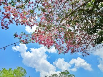 Low angle view of flowering tree against sky