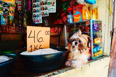 Portrait of a dog in market